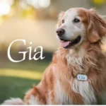 dog name gia meaning​