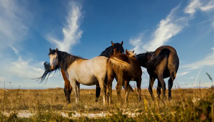ranch horses names