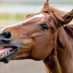 Funny Names of Horses